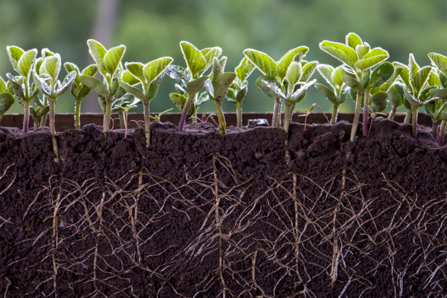 (Ảnh: Capital Gardens)