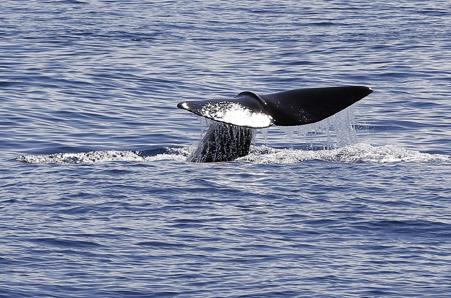 Một con cá voi bơi ở ngoài khơi bờ biển thành phố Nice, Pháp. (Ảnh: AFP/TTXVN) Một con cá voi bơi ở ngoài khơi bờ biển thành phố Nice, Pháp. (Ảnh: AFP/TTXVN)