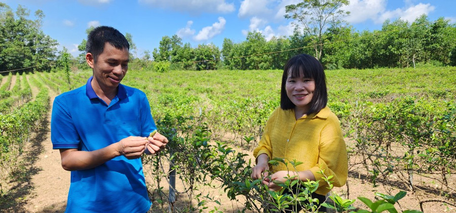 Nguyễn Thanh Bình và vợ trong vườn dược liệu ở xã miền núi Cự Nẫm, Bố Trạch, Quảng Bình. Ảnh: MINH PHONG