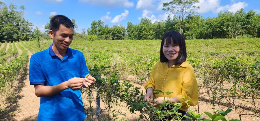 Nguyễn Thanh Bình và vợ trong vườn dược liệu ở xã miền núi Cự Nẫm, Bố Trạch, Quảng Bình. Ảnh: MINH PHONG