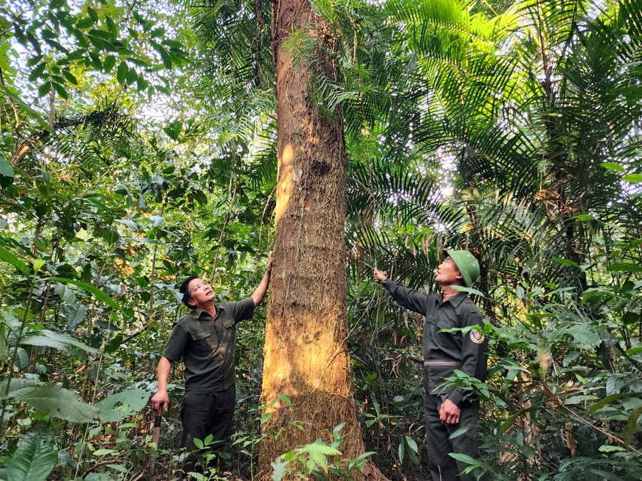Người dân nhận khoán rừng ở Hương Sơn, Hà Tĩnh có thu nhập thêm từ tín chỉ carbon đạt gần 123 tỷ đồng. Ảnh: DƯƠNG QUANG