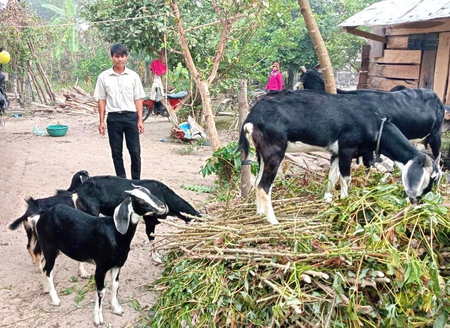 Nhờ nguồn vốn hỗ trợ từ Quỹ “Vì người nghèo” huyện Krông Pa, gia đình anh Ksor Nin (buôn Chư Krih, xã Chư Drăng) phát triển mô hình nuôi dê, cải thiện cuộc sống. Ảnh: M.P
