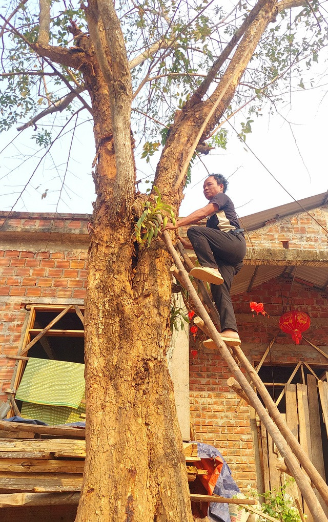 Cây giáng hương tự nhiên được người dân vùng Lìa giữ lại trước hiên nhà Cây giáng hương tự nhiên được người dân vùng Lìa giữ lại trước hiên nhà