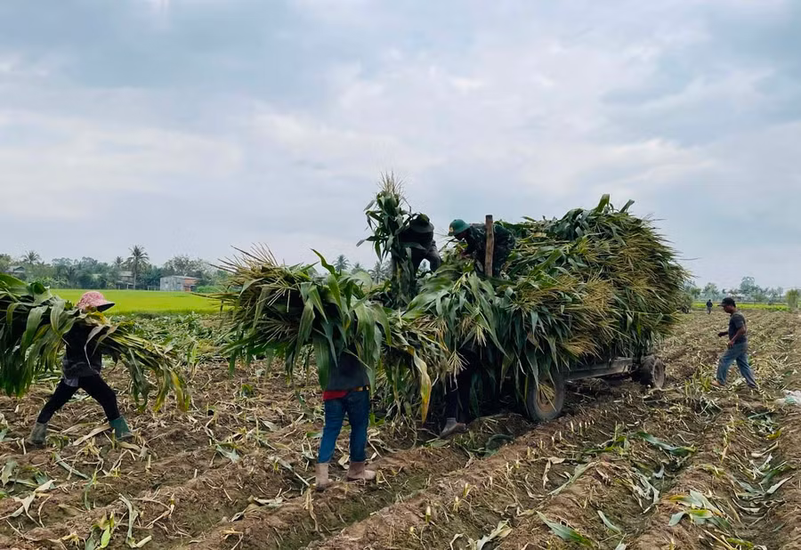 Nông dân xã Ia Trôk phấn khởi thu hoạch bắp sinh khối. Ảnh: N.H