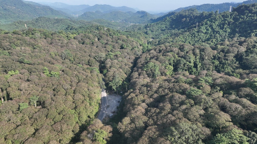Rừng săng lẻ Tam Đình, huyện Tương Dương, Nghệ An. Ảnh: DUY CƯỜNG Rừng săng lẻ Tam Đình, huyện Tương Dương, Nghệ An. Ảnh: DUY CƯỜNG