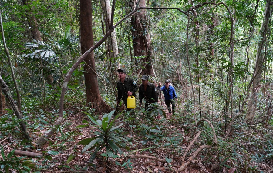 Người dân tham gia mô hình trồng rừng gỗ lớn tại huyện Hiệp Đức (tỉnh Quảng Nam) đang kỳ vọng được hưởng lợi từ việc bán tín chỉ cacbon qua rừng. Ảnh: NGUYỄN CƯỜNG
