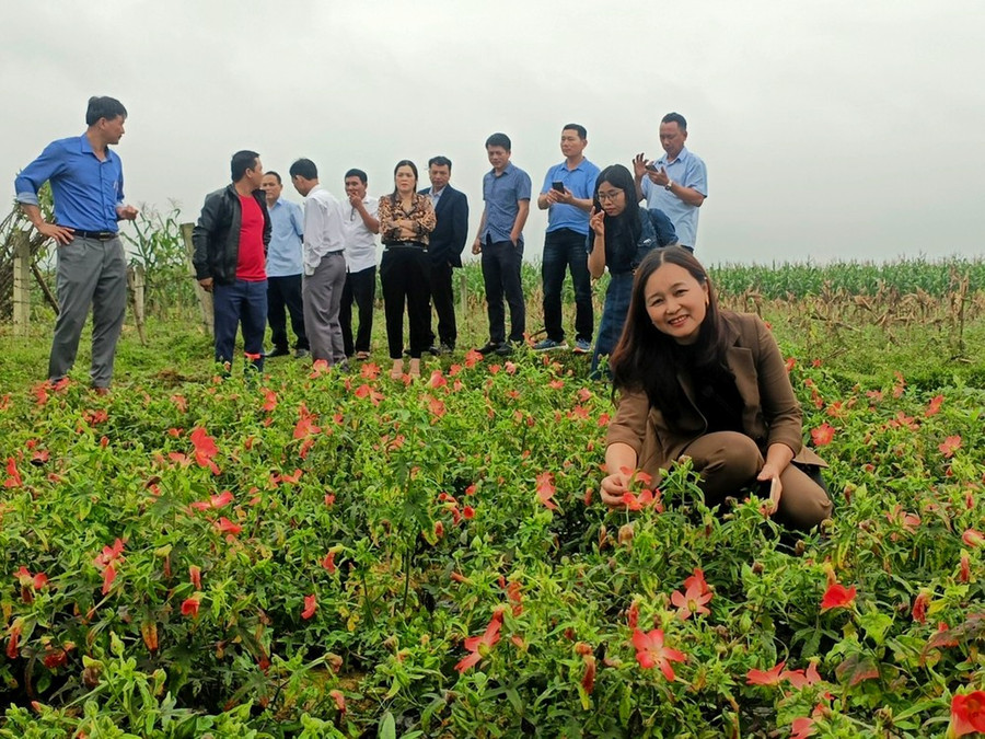 Vườn sâm bố chính của anh Phan Văn Sáng, Hương Khê, Hà Tĩnh. Ảnh: DƯƠNG QUANG