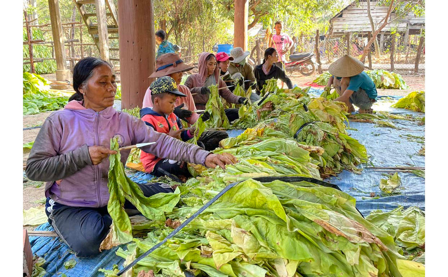 Người dân buôn Phu Ma Nher 1 (xã Ia Rtô, thị xã Ayun Pa) tập trung xiên thuốc lá trước khi đưa vào lò sấy. Ảnh: V.C