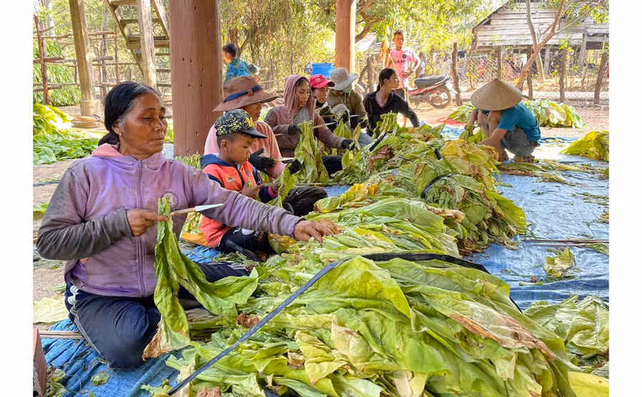 Người dân buôn Phu Ma Nher 1 (xã Ia Rtô, thị xã Ayun Pa) tập trung xiên thuốc lá trước khi đưa vào lò sấy. Ảnh: V.C