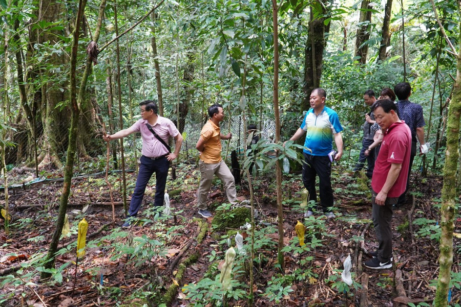 Một đoàn khách đến từ Hàn Quốc tham quan mô hình trồng sâm Ngọc Linh dưới tán rừng tại xã Trà Linh (huyện Nam Trà My, tỉnh Quảng Nam). Ảnh: MINH HUY Một đoàn khách đến từ Hàn Quốc tham quan mô hình trồng sâm Ngọc Linh dưới tán rừng tại xã Trà Linh (huyện Nam Trà My, tỉnh Quảng Nam). Ảnh: MINH HUY