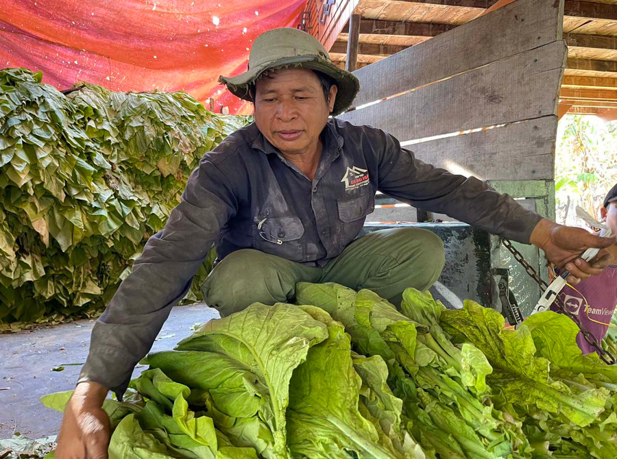 Ông Ksor Kleo (buôn Phu Ma Nher 1, xã Ia Rtô, thị xã Ayun Pa) phấn khởi vì năm đầu tiên trồng thuốc lá đạt năng suất cao. Ảnh: Vũ Chi