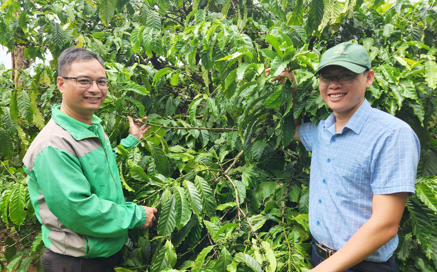 Nhờ sản xuất theo hướng sinh học, vườn cà phê của anh Ngô Thân Thương (bìa trái, thôn 6, xã Ia Băng, huyện Đak Đoa) cho năng suất mỗi năm 5,5-6 tấn nhân/ha. Ảnh: Q.T Nhờ sản xuất theo hướng sinh học, vườn cà phê của anh Ngô Thân Thương (bìa trái, thôn 6, xã Ia Băng, huyện Đak Đoa) cho năng suất mỗi năm 5,5-6 tấn nhân/ha. Ảnh: Q.T
