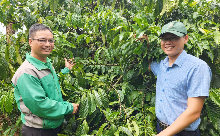 Nhờ sản xuất theo hướng sinh học, vườn cà phê của anh Ngô Thân Thương (bìa trái, thôn 6, xã Ia Băng, huyện Đak Đoa) cho năng suất mỗi năm 5,5-6 tấn nhân/ha. Ảnh: Q.T