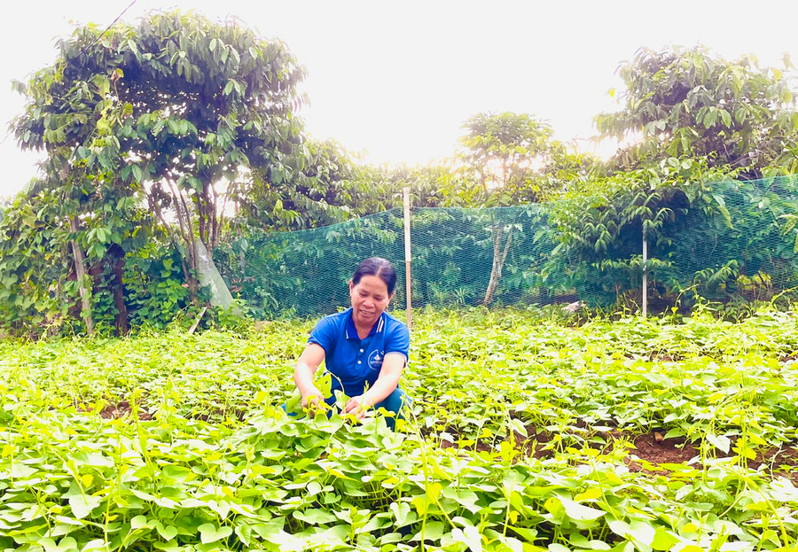 Bà H’Gon cải thiện thu nhập từ trồng rau lang trên đất vườn và đất trồng lúa 1 vụ. Ảnh: N.H Bà H’Gon cải thiện thu nhập từ trồng rau lang trên đất vườn và đất trồng lúa 1 vụ. Ảnh: N.H