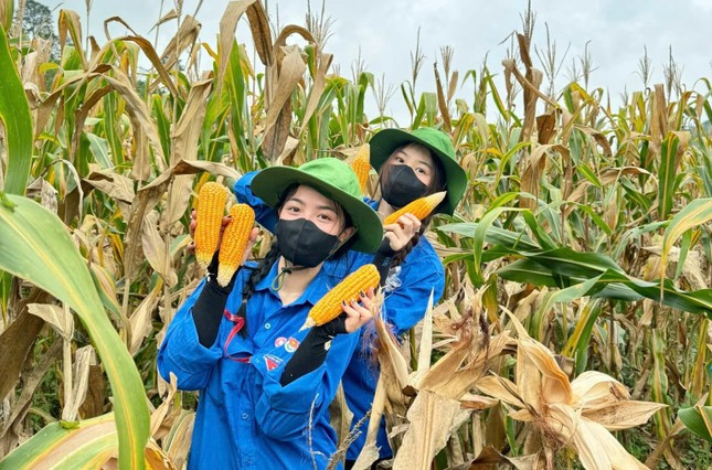 Sinh viên Ngoại thương giúp bà con thu hoạch ngô Sinh viên Ngoại thương giúp bà con thu hoạch ngô