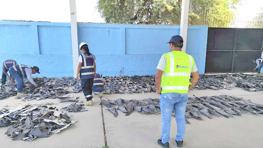 Số vây cá mập trái phép bị thu giữ. Ảnh: AFP