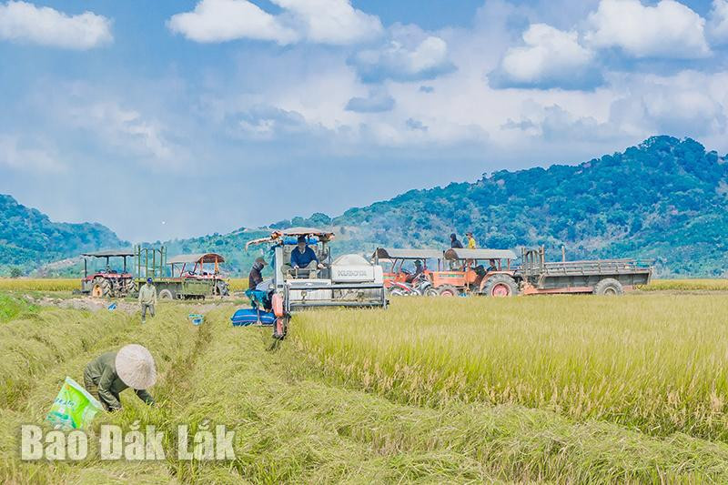 Cơ giới hóa trên những cánh đồng mẫu lớn ở Đắk Lắk. Ảnh: Đàm Quỳnh Lan Cơ giới hóa trên những cánh đồng mẫu lớn ở Đắk Lắk. Ảnh: Đàm Quỳnh Lan