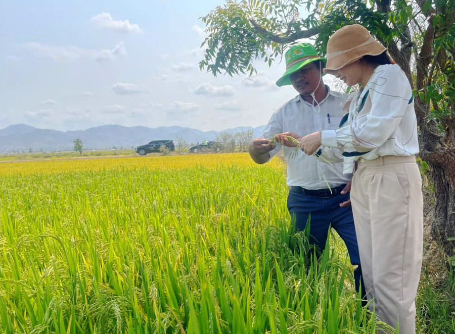 Cán bộ kỹ thuật hướng dẫn người dân cách chăm sóc, bón phân cho lúa theo tiêu chuẩn VietGAP. Ảnh: V.C