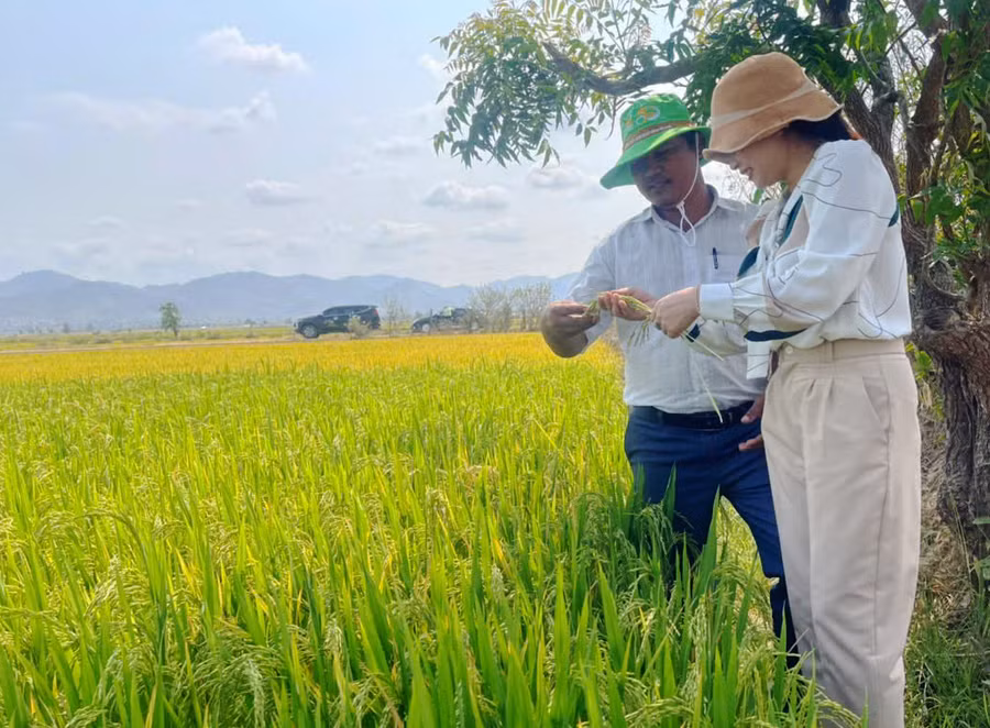 Cán bộ kỹ thuật hướng dẫn người dân cách chăm sóc, bón phân cho lúa theo tiêu chuẩn VietGAP. Ảnh: V.C