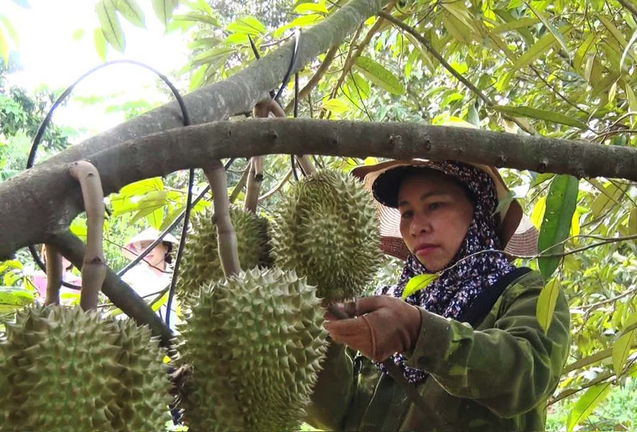Gia đình bà Hồ Thị Hương nâng cao thu nhập nhờ chuyển sang trồng sầu riêng. Ảnh: N.H Gia đình bà Hồ Thị Hương nâng cao thu nhập nhờ chuyển sang trồng sầu riêng. Ảnh: N.H