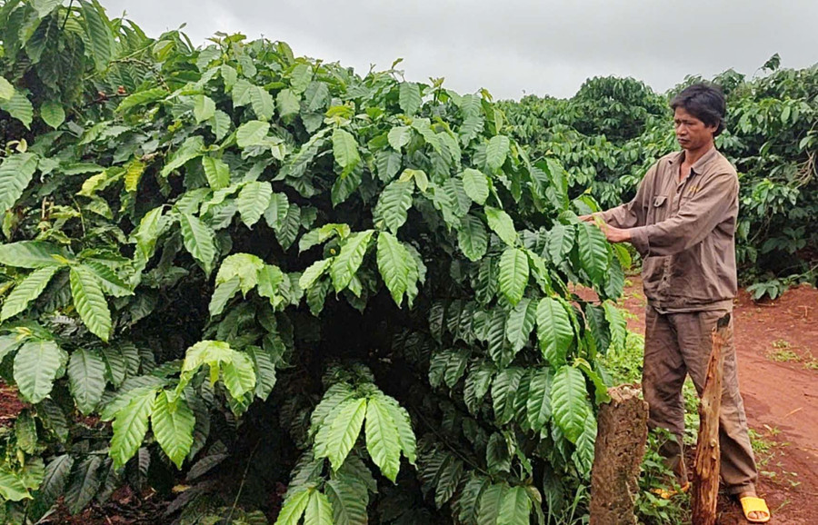Gia đình anh Ksor Huynh đã nâng cao thu nhập nhờ tái canh một phần diện tích cà phê già cỗi. Ảnh: N.H Gia đình anh Ksor Huynh đã nâng cao thu nhập nhờ tái canh một phần diện tích cà phê già cỗi. Ảnh: N.H