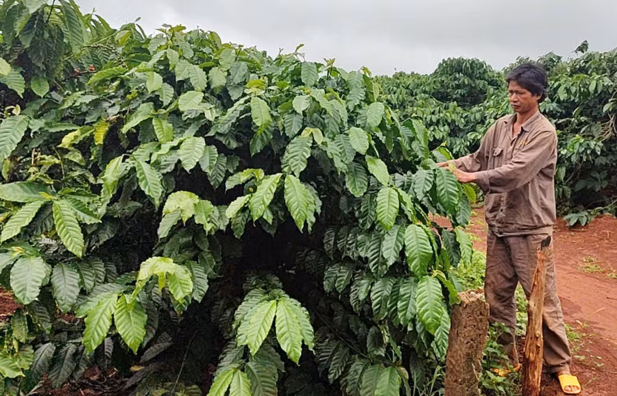 Gia đình anh Ksor Huynh đã nâng cao thu nhập nhờ tái canh một phần diện tích cà phê già cỗi. Ảnh: N.H
