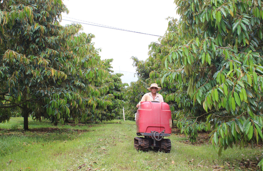 Vườn sầu riêng của ông Phan Văn Vĩnh luôn xanh tươi. Ảnh: N.S Vườn sầu riêng của ông Phan Văn Vĩnh luôn xanh tươi. Ảnh: N.S