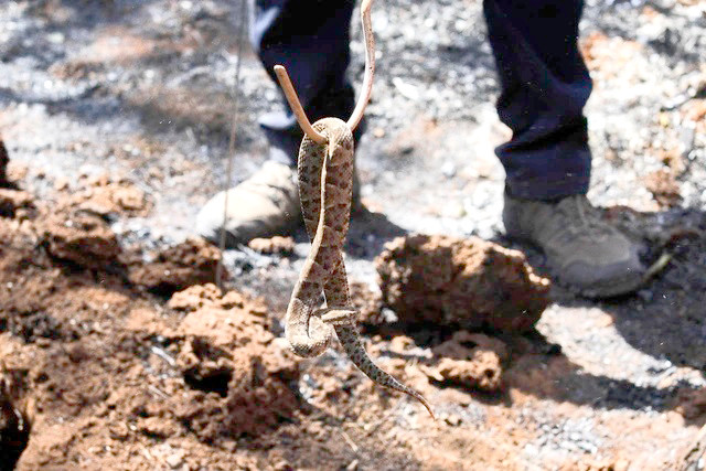 WHO cảnh báo tình trạng thiếu huyết thanh kháng nọc rắn. Ảnh: AFP WHO cảnh báo tình trạng thiếu huyết thanh kháng nọc rắn. Ảnh: AFP