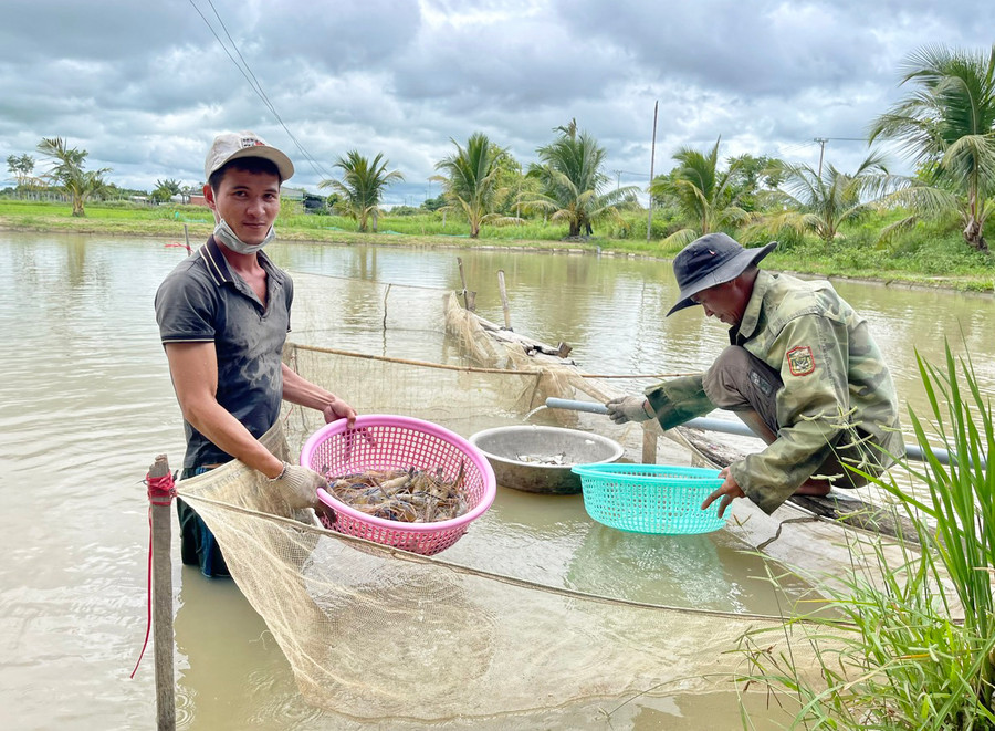 Nhờ có máy sục khí, anh Thanh nuôi tôm, cá hiệu quả hơn. Ảnh: H.T