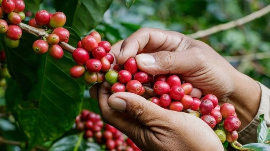 Ảnh minh họa: Internet Ảnh minh họa: Internet