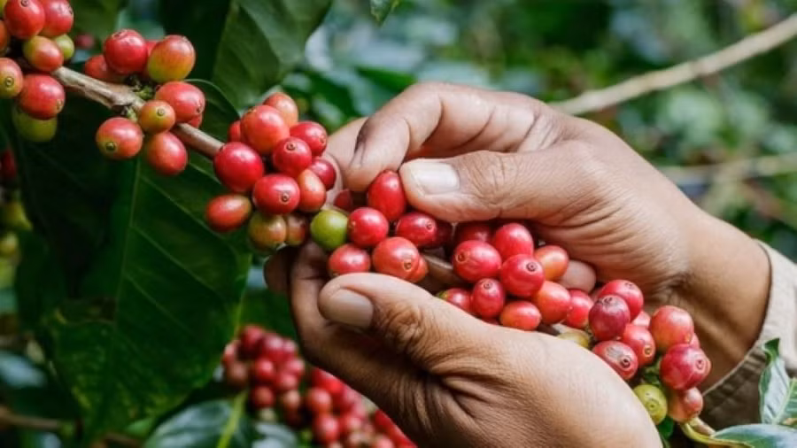 Ảnh minh họa: Internet