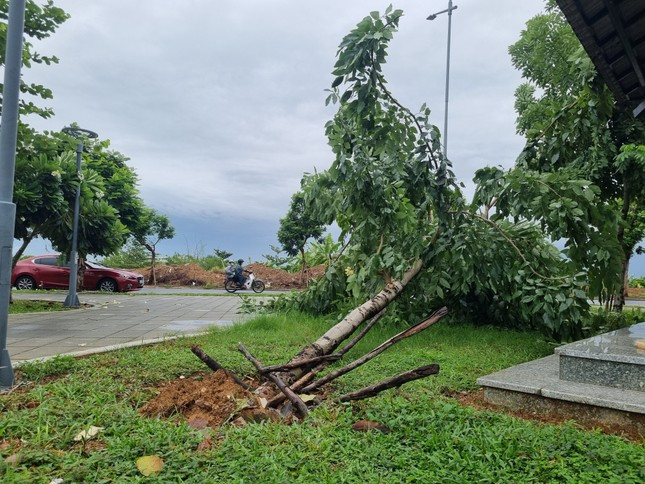 Gió mạnh quật ngã cây xanh nhiều nơi tại Đà Nẵng. Ảnh: Thanh Hiền. Gió mạnh quật ngã cây xanh nhiều nơi tại Đà Nẵng. Ảnh: Thanh Hiền.