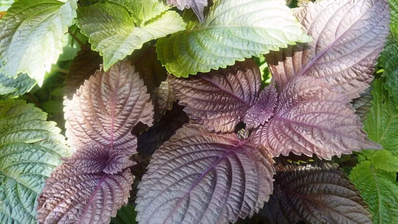 Lá tía tô mang lại nhiều lợi ích cho sức khỏe. Ảnh: Internet