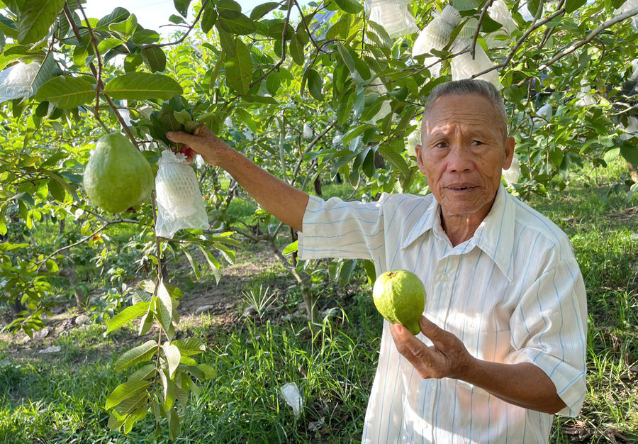 Ông Đào Văn Thụ (tổ 10, thị trấn Phú Túc) thu hoạch ổi. Ảnh: N.H Ông Đào Văn Thụ (tổ 10, thị trấn Phú Túc) thu hoạch ổi. Ảnh: N.H