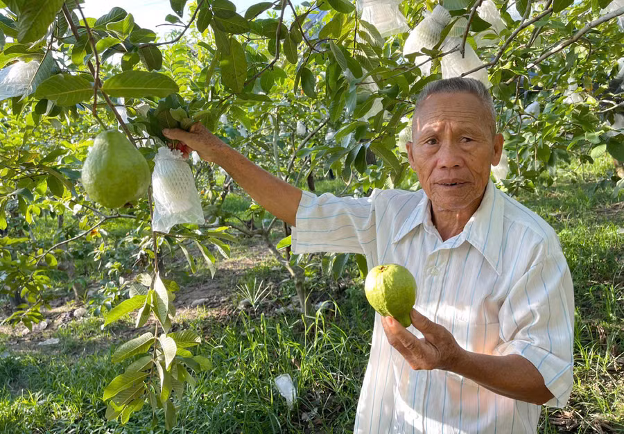 Ông Đào Văn Thụ (tổ 10, thị trấn Phú Túc) thu hoạch ổi. Ảnh: N.H