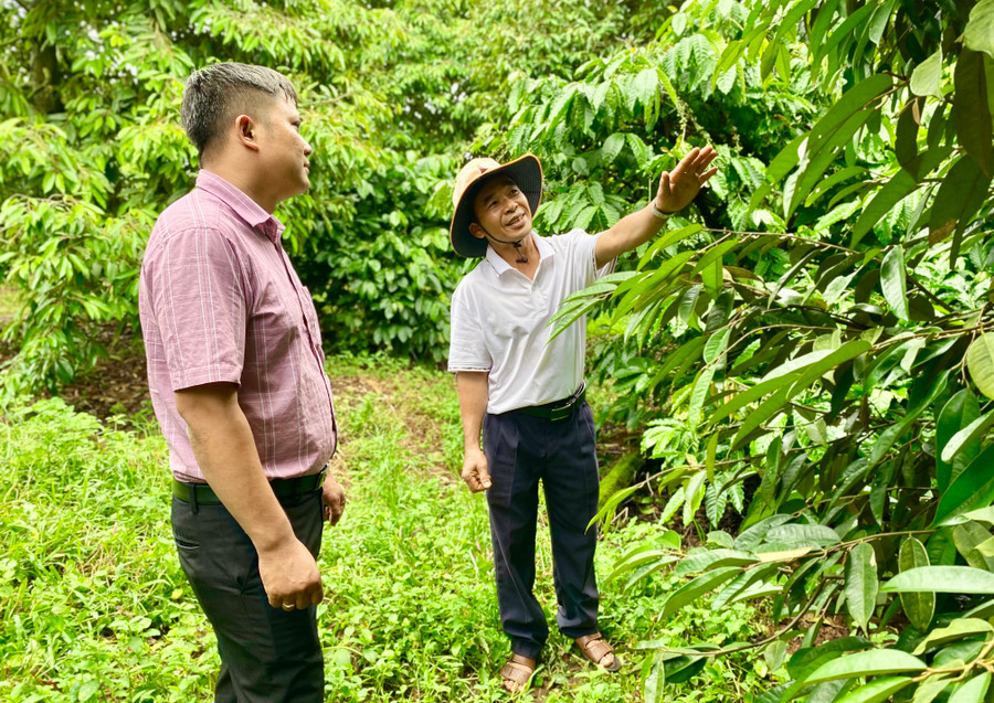 Ông Phạm Quốc Trưởng (bìa phải) chia sẻ kinh nghiệm chăm sóc cây trồng. Ảnh: H.D