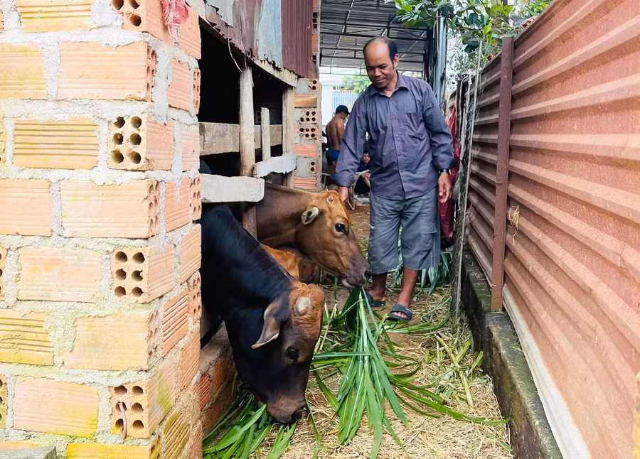 Ông Roi chăn nuôi bò sinh sản nhốt chuồng để có thêm thu nhập và lấy phân bón cho vườn cây. Ảnh: N.H