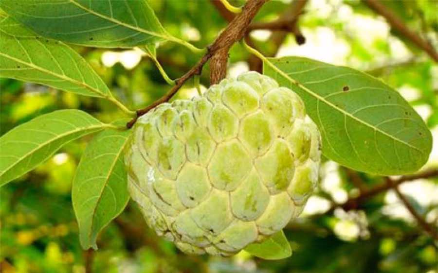 Quả na có hương vị thơm ngon, chứa các dưỡng chất tốt cho sức khỏe. Ảnh: Internet