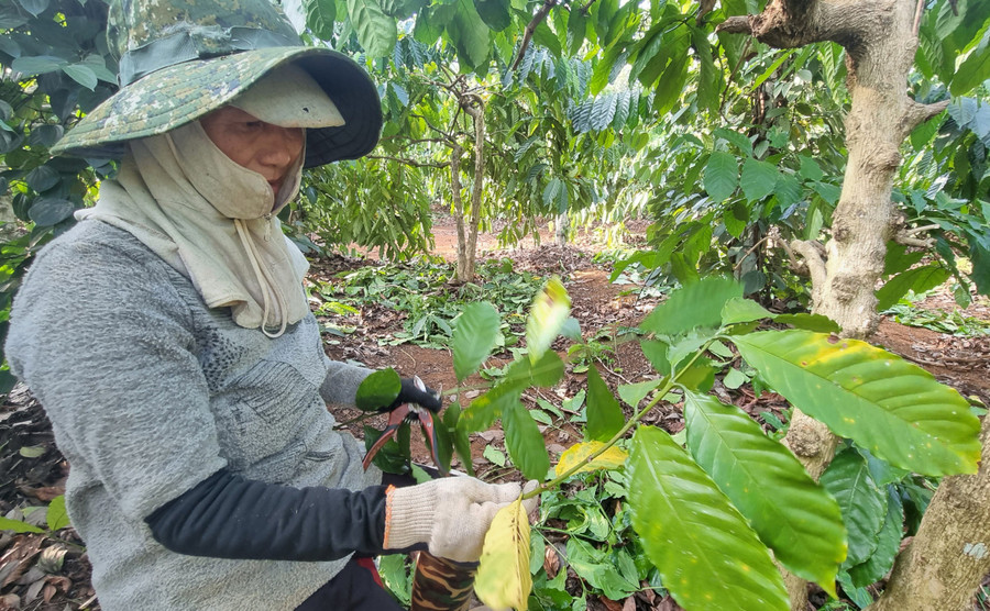 Bà Nguyễn Thị Huỳnh (thôn 3, xã Nghĩa Hòa, huyện Chư Păh) chăm sóc vườn cà phê của gia đình. Ảnh: H.P Bà Nguyễn Thị Huỳnh (thôn 3, xã Nghĩa Hòa, huyện Chư Păh) chăm sóc vườn cà phê của gia đình. Ảnh: H.P
