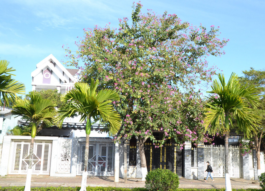Hoa ban biểu tượng cho khát vọng, thể hiện sự thanh cao, chân thành, nghĩa tình, thủy chung, mang ý nghĩa đem tới những điều tốt đẹp trong cuộc sống. Hoa ban biểu tượng cho khát vọng, thể hiện sự thanh cao, chân thành, nghĩa tình, thủy chung, mang ý nghĩa đem tới những điều tốt đẹp trong cuộc sống.