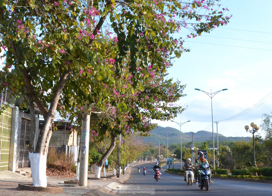 Đây cũng là loài cây được lựa chọn trồng nhiều trên các tuyến đường để tạo bóng mát và trang trí cảnh quan. Đây cũng là loài cây được lựa chọn trồng nhiều trên các tuyến đường để tạo bóng mát và trang trí cảnh quan.