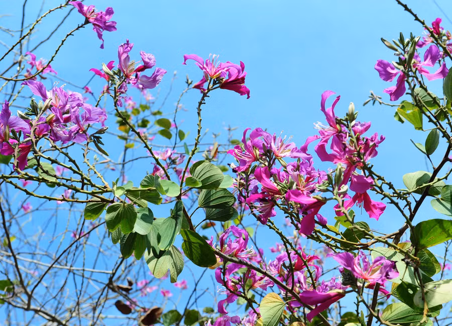 Sắc tím của hoa ban vào mùa khiến nhiều người xao xuyến bởi khung cảnh nên thơ.