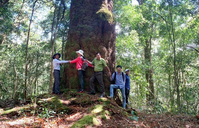 Cây thông cổ 7 người ôm không xuể. Cây thông cổ 7 người ôm không xuể.