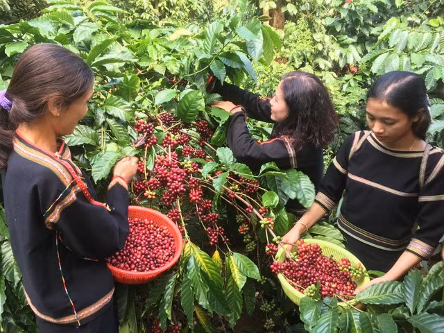 Giá cà phê đạt 85.000 đồng/kg, mức cao kỷ lục trong lịch sử