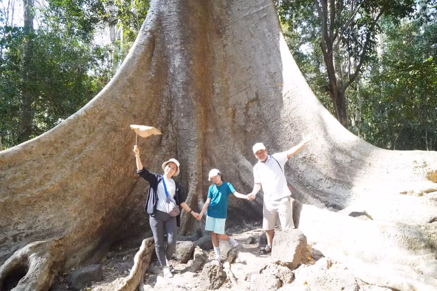 Du khách TP Hồ Chí Minh chụp ảnh kỉ niệm bên cây Tung cổ thụ trong rừng Nam Cát Tiên.