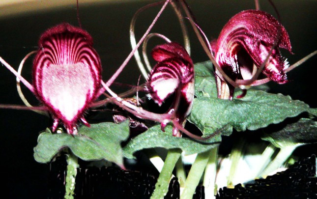 Một loại lan rừng. Một loại lan rừng.