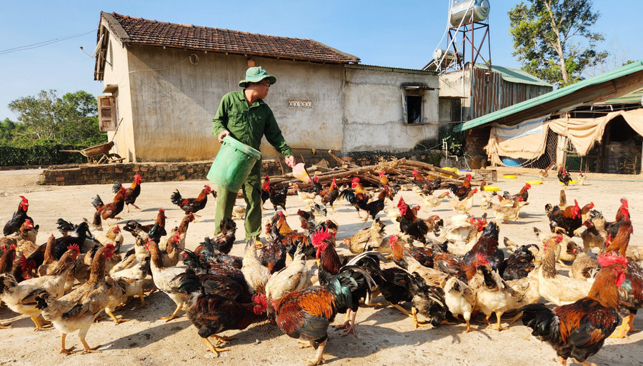 Đàn gà của gia đình ông Lê Hùng Anh nhờ ăn sâu canxi mà phát triển khỏe mạnh, chất lượng thịt thơm ngon. Ảnh: P.N