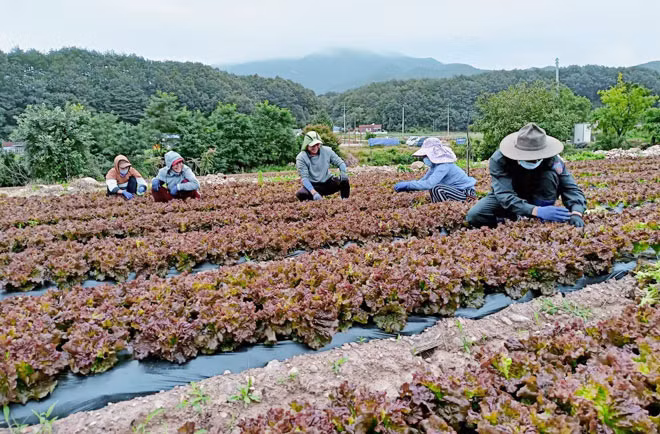 Những người lao động trên đất Hàn đang cần mẫn thu hoạch cây nông nghiệp, nhờ chương trình hợp tác của huyện Hòa Vang và Yeongyang mà họ có cơ hội nhìn thấy cầu vồng trong cuộc sống. Ảnh: Nhân vật cung cấp