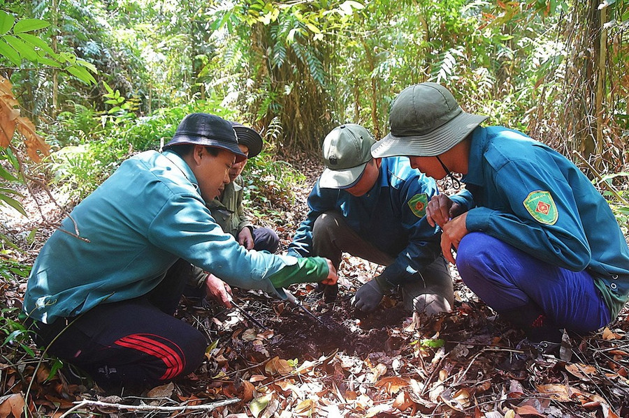 Lực lượng bảo vệ rừng tại Vườn Quốc gia U Minh Hạ thường xuyên kiểm tra độ ẩm lớp thực bì dưới chân rừng để đưa ra mức cảnh báo cháy phù hợp với tình hình. (Ảnh: Huỳnh Anh/TTXVN)