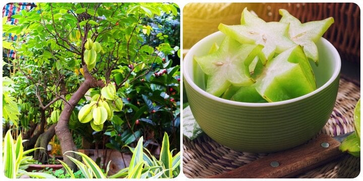 Cây khế chua làm thuốc rất tốt